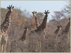 Dries van Coller Safaris
