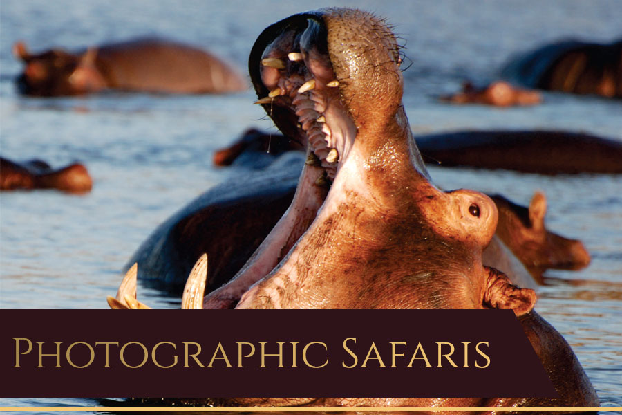 Dries van Coller Photographic Safaris